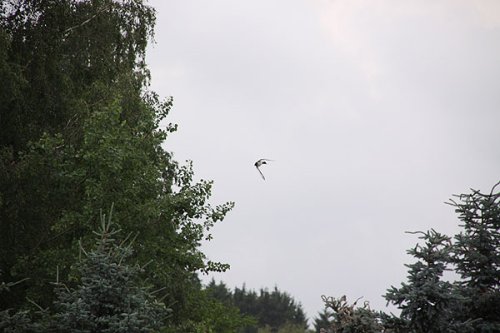 20090627-287.jpg
