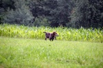 IMG_5017.jpg