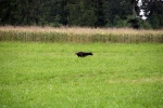 IMG_5029.jpg