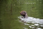IMG_5237.jpg
